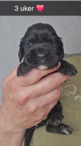 Ck4KTFNuYXBjaGF0LzEzLjQ2LjAuNTIgKFNNLUY3NDFCOyBBbmRyb2lkIDE1I0Y3NDFCWFhTMkJZREYjMzU7IGd6aXApIFYvTVVTSFJPT00=