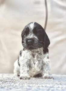 cocker3