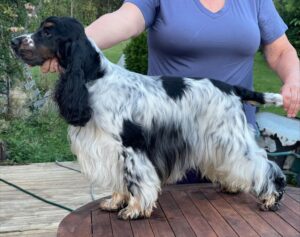 NU CH Quinland New Man In Town