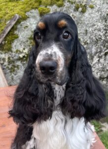 NU CH Quinland New Man In Town