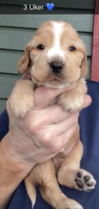 CjQKMFNuYXBjaGF0LzEzLjgxLjAuNTQgKGlQaG9uZTE4LDE7IGlPUyAyNi4zOyBnemlwKSAB