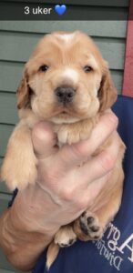 CjQKMFNuYXBjaGF0LzEzLjgxLjAuNTQgKGlQaG9uZTE4LDE7IGlPUyAyNi4zOyBnemlwKSAB