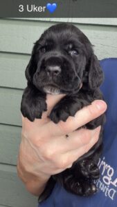 CjQKMFNuYXBjaGF0LzEzLjgxLjAuNTQgKGlQaG9uZTE4LDE7IGlPUyAyNi4zOyBnemlwKSAB