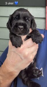 CjQKMFNuYXBjaGF0LzEzLjgxLjAuNTQgKGlQaG9uZTE4LDE7IGlPUyAyNi4zOyBnemlwKSAB