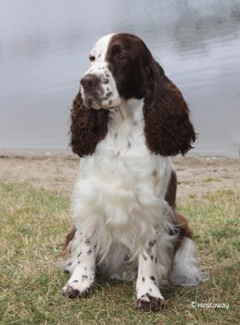 Årets engelsk springer 2015 Westaway The One And Only Foto kennel Westaway