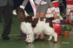Årets veteran 2015 Westaway Talk of The Town Foto kennel Westaway