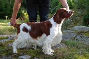 Årets welsh springer spaniel 2015 Casein's Autumn Breeze Foto kennel Casein