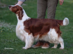 Årets welsh springer spaniel 2015 nr 2 Westaway Beggars Belief Foto kennel Westaway