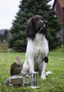 NM-vinner i spanieljakt 2015 Foto Knut Framstad